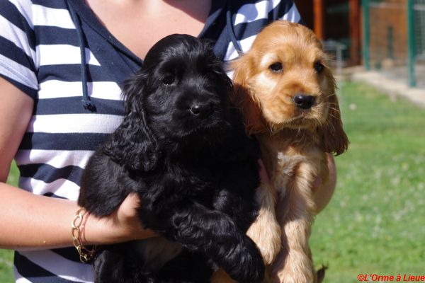 chiots celia hamish 004