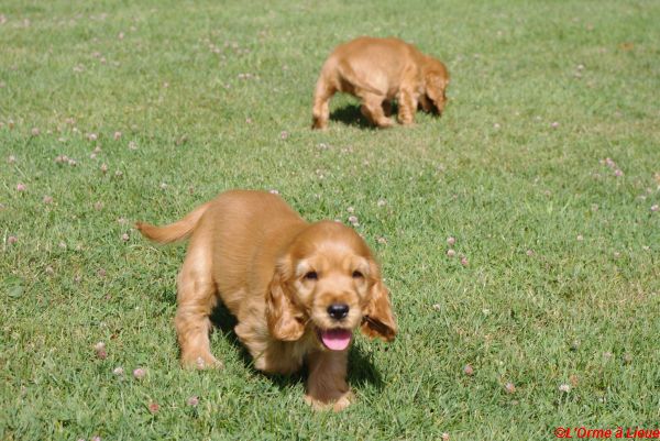 chiots celia hamish 014