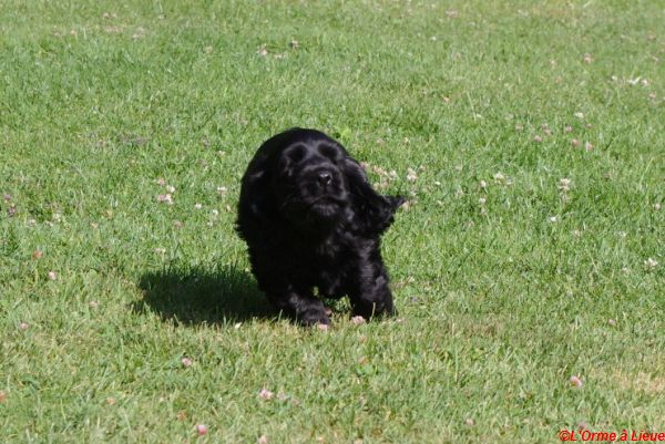 chiots celia hamish 015