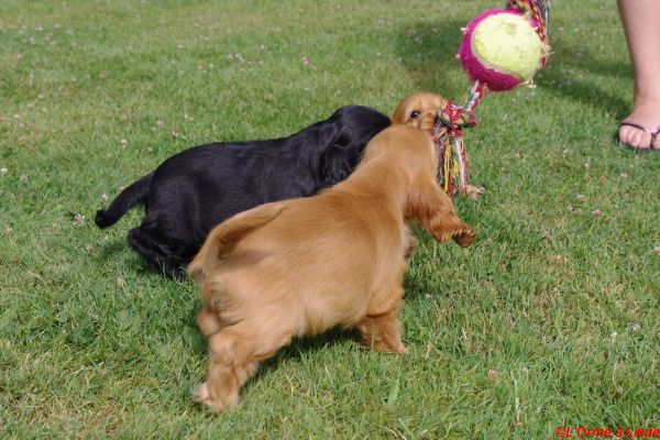 chiots celia hamish 021