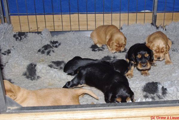 chiots gary veronne  030