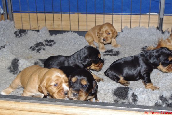 chiots gary veronne  032