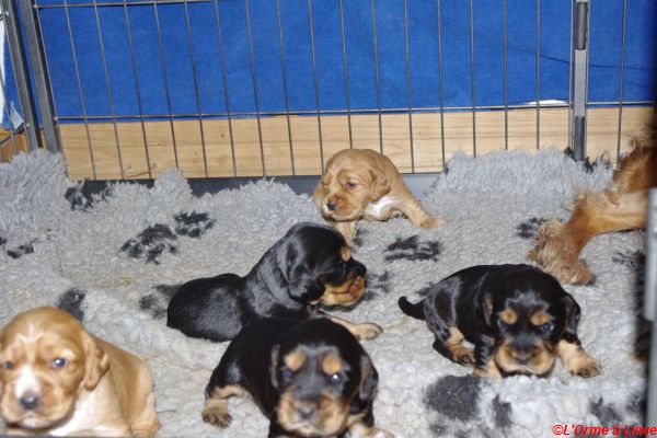 chiots gary veronne  033