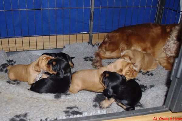 chiots gary veronne  035