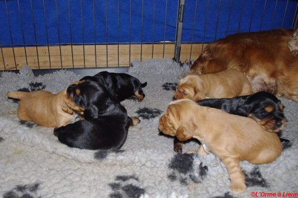 chiots gary veronne  036