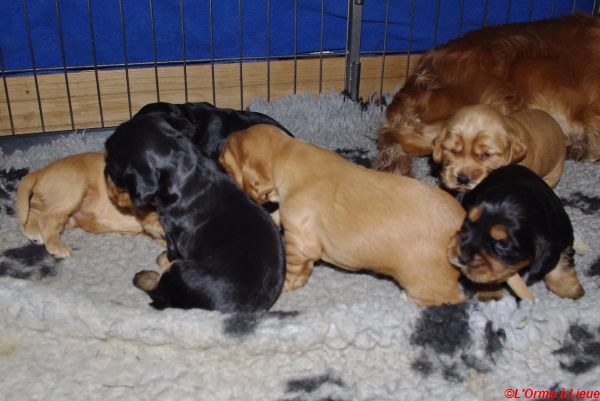 chiots gary veronne  037