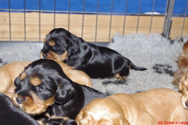 chiots gary veronne  041