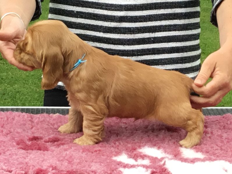 chiots1004