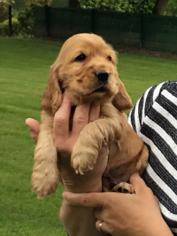 chiots1006