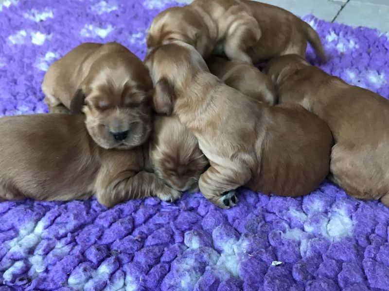 chiots001