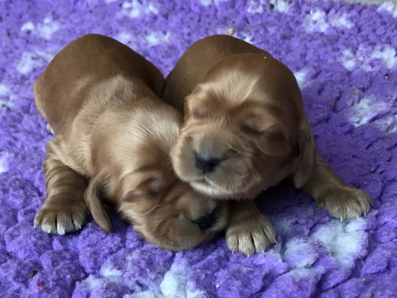 chiots007