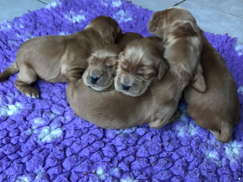 chiots014