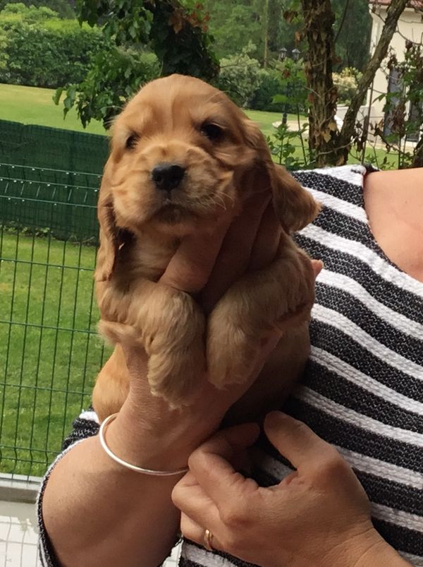 chiots1001