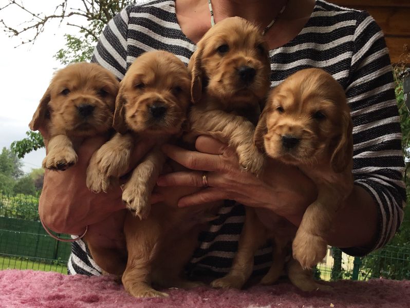 chiots1008