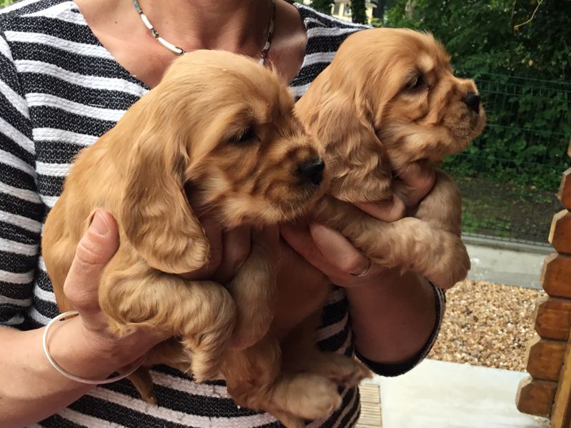chiots1011