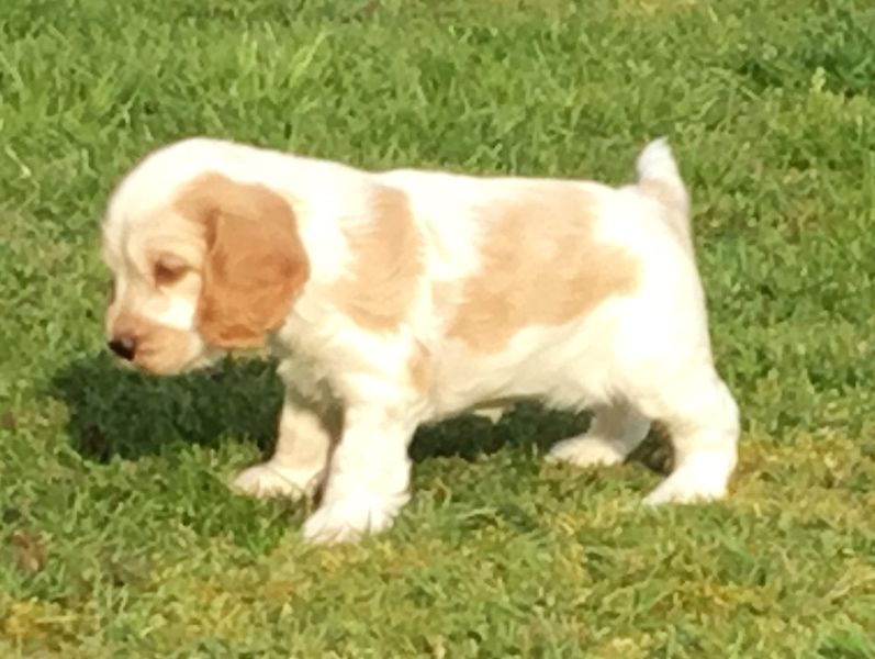 chiot12