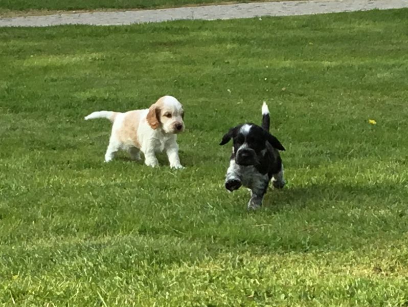 chiots07
