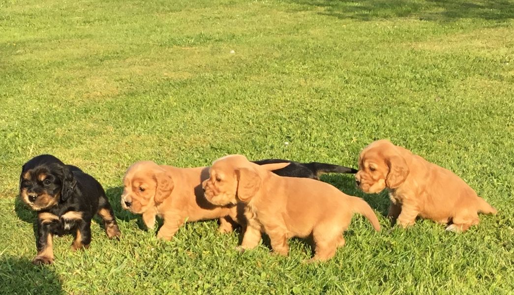 chiots01