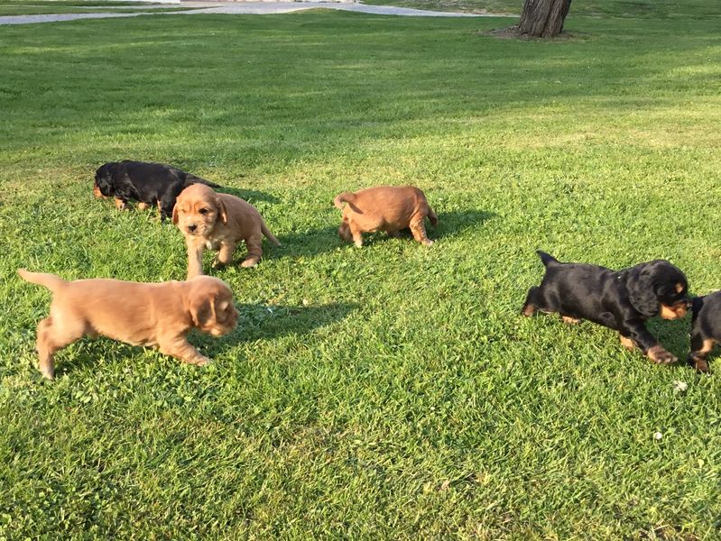 chiots03