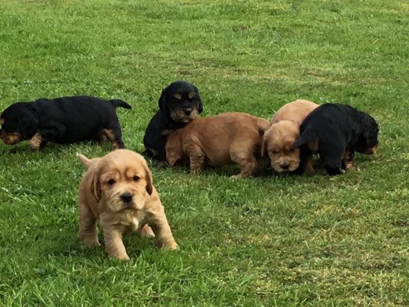 chiots07