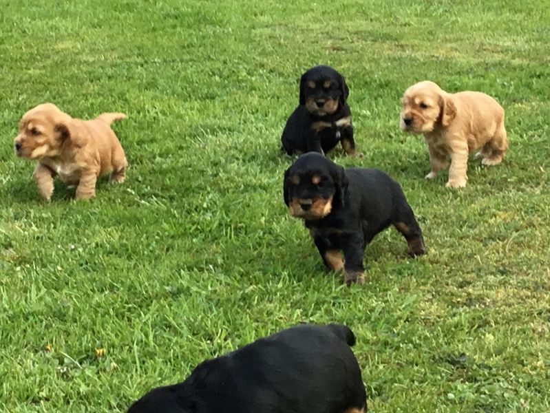 chiots10