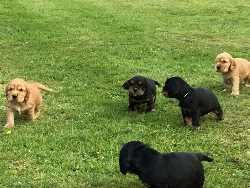 chiots11