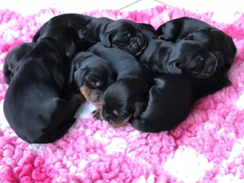 chiots002