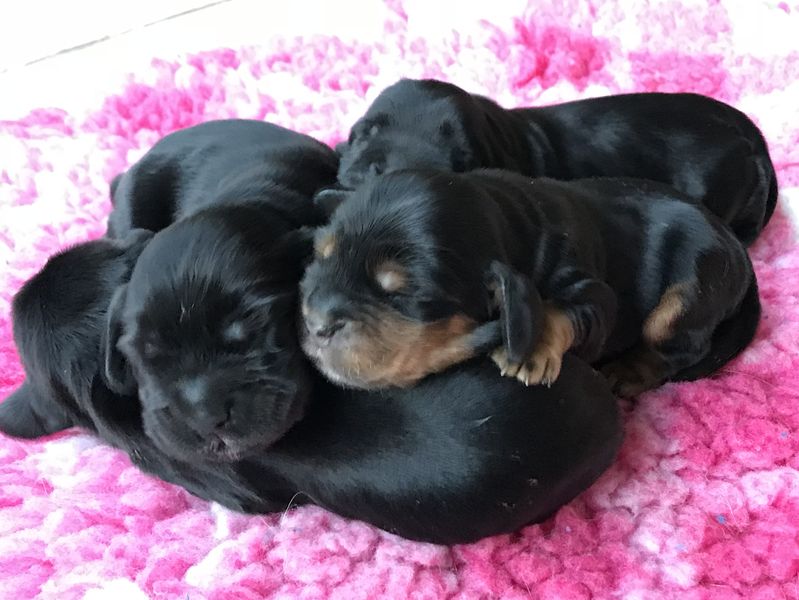 chiots007