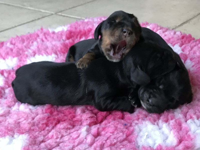 chiots010