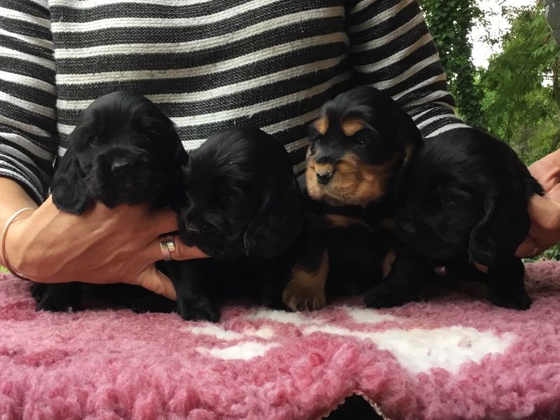 chiots1001