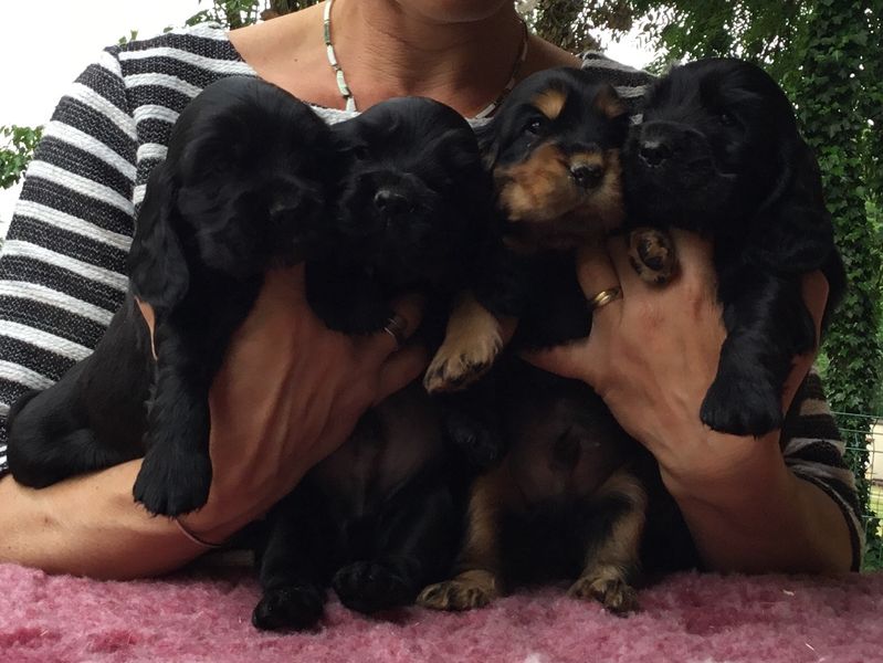 chiots1005