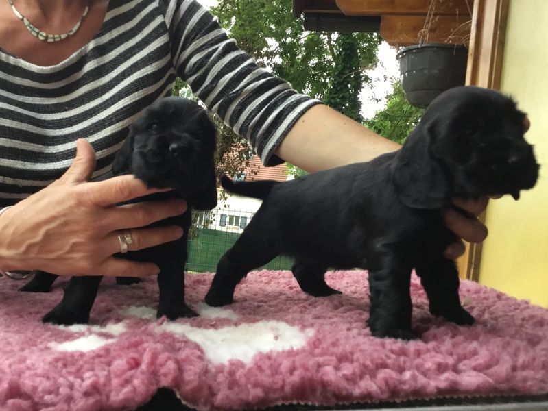 chiots1014