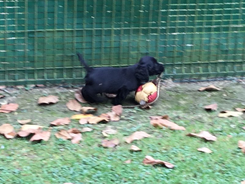 chiots2009