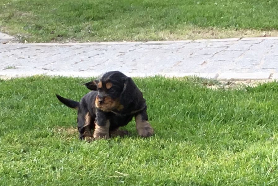 chiots04