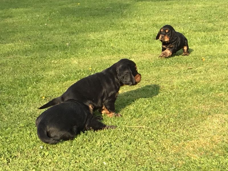 chiots09
