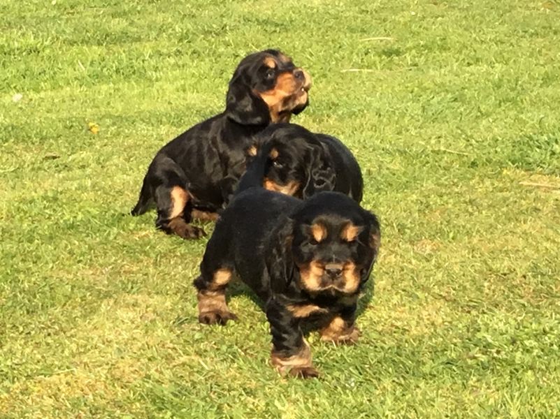 chiots11