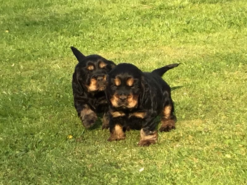 chiots17